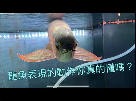 龍魚擋煞|【龍魚風水】破解龍魚風水禁忌！家中飼養龍魚必知的風水密碼